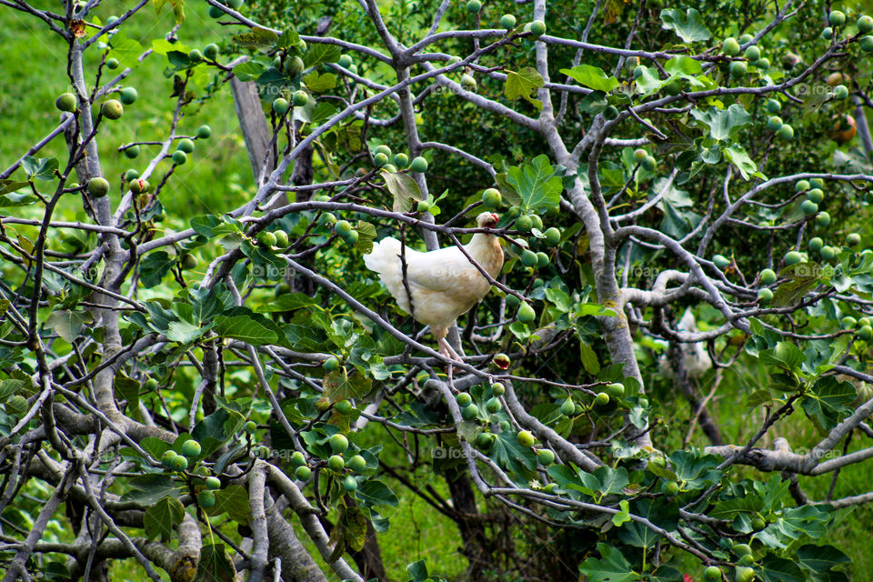 a hen eating fig over a tree