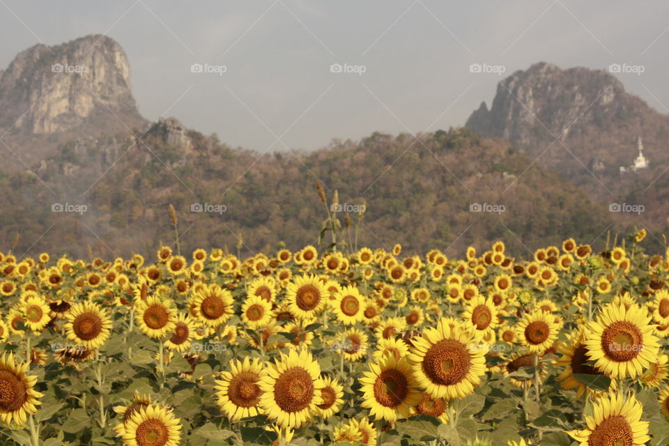 Sun flower in lopburi thailand