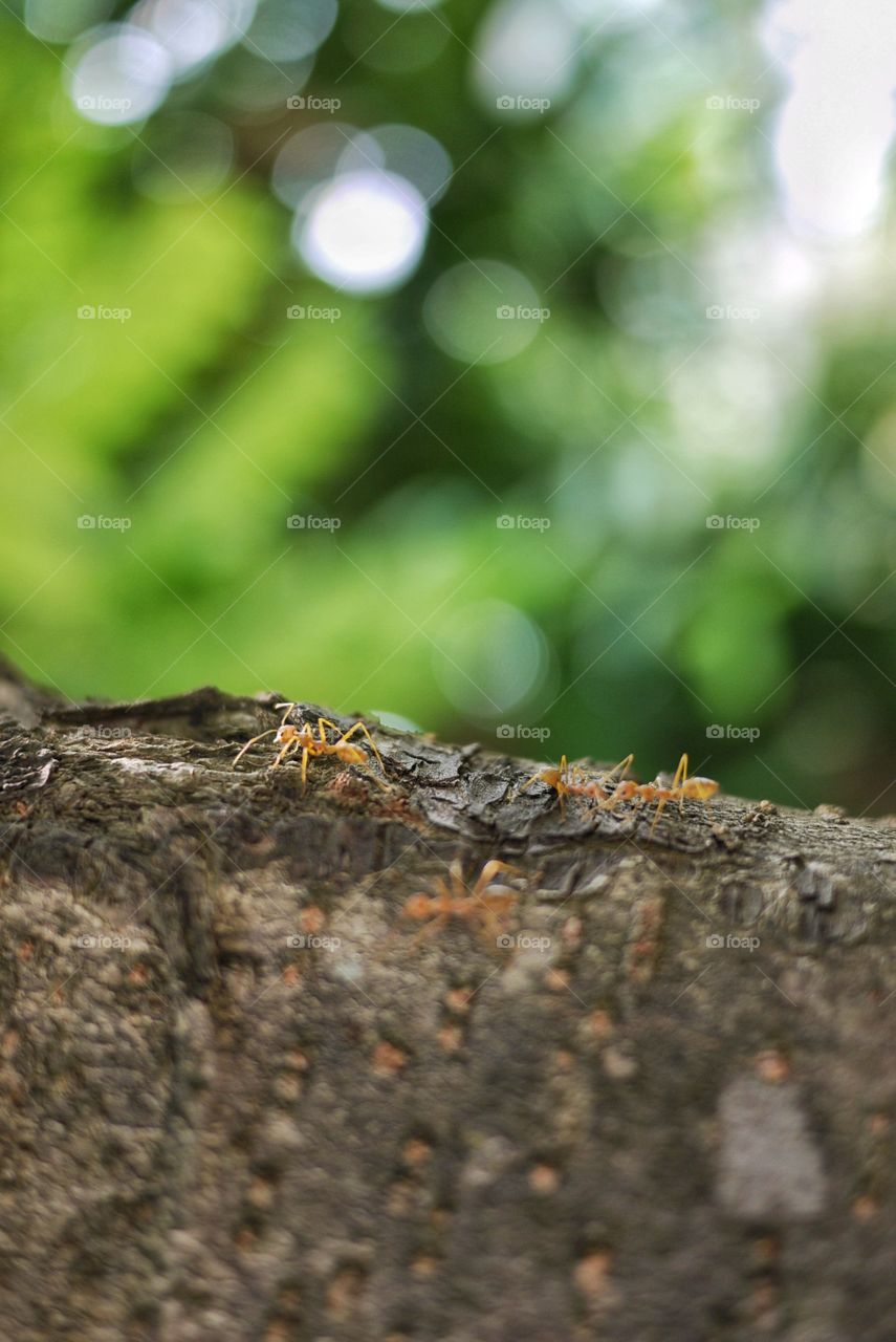 Ants are walking on the trunk