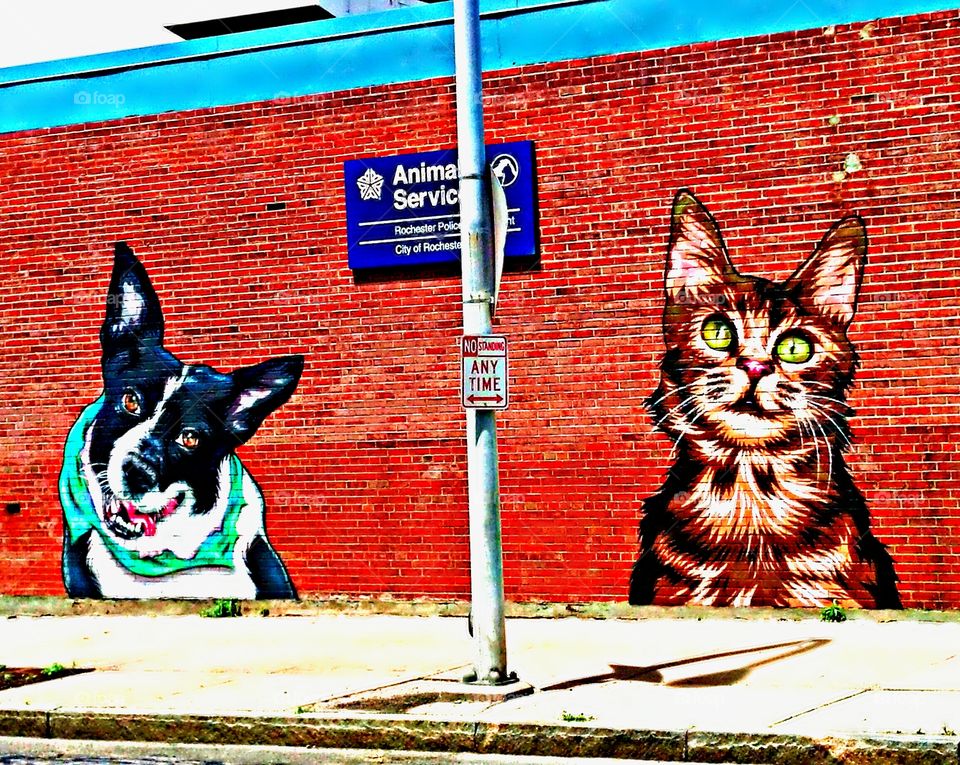 The Lookers. Animal shelter in Rochester,NY has a very detailes mural of two animals painted on a brick wall of the building with come hither looks .