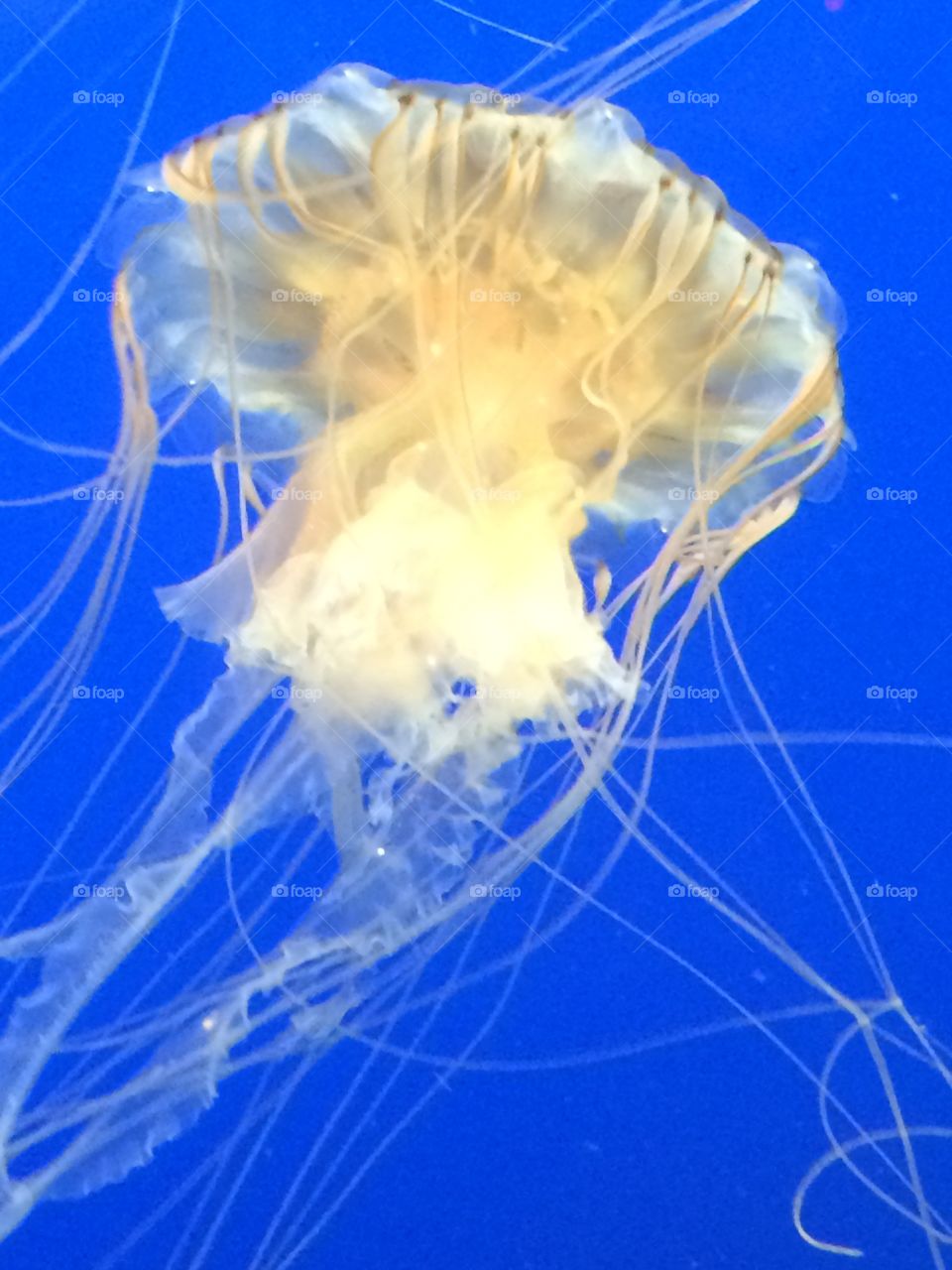 Jellyfish 
