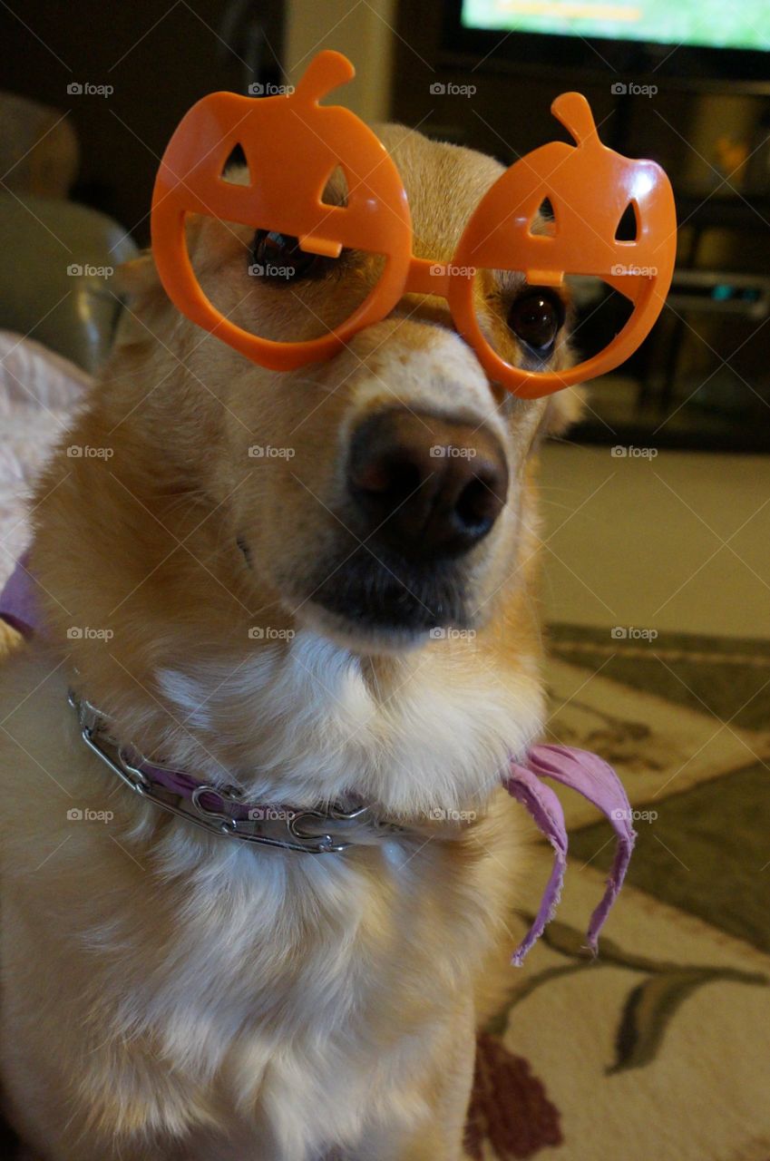 Dog wearing pumpkin shaped glasses