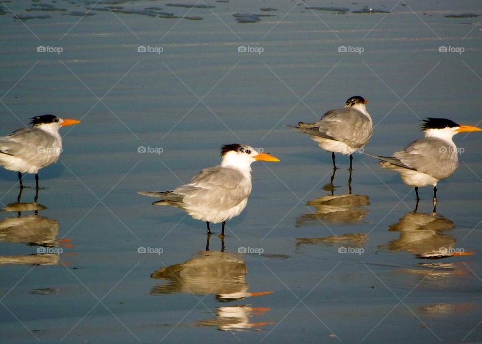 Reflection of birds in water on the shoreline