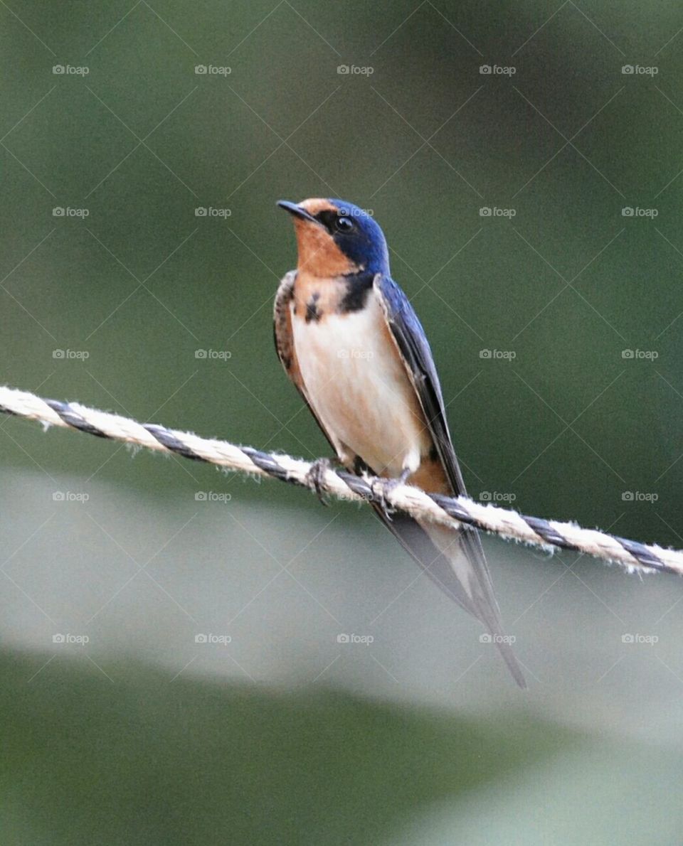 barn swallow on rope