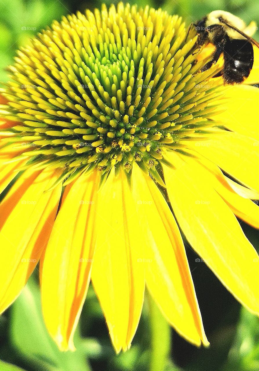 Bee