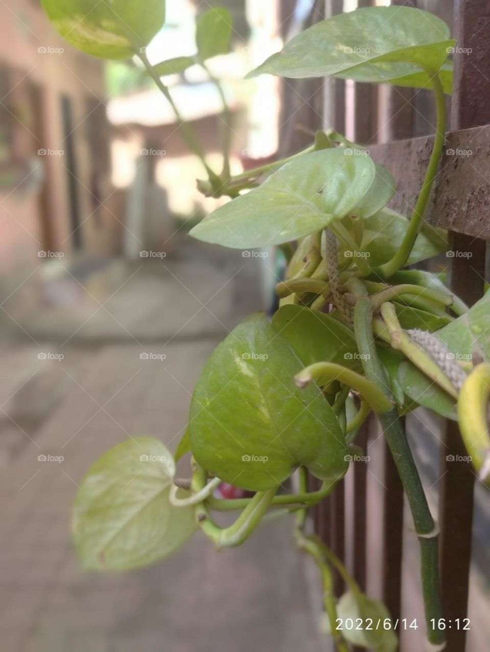 it is a plant that's grown up in water.