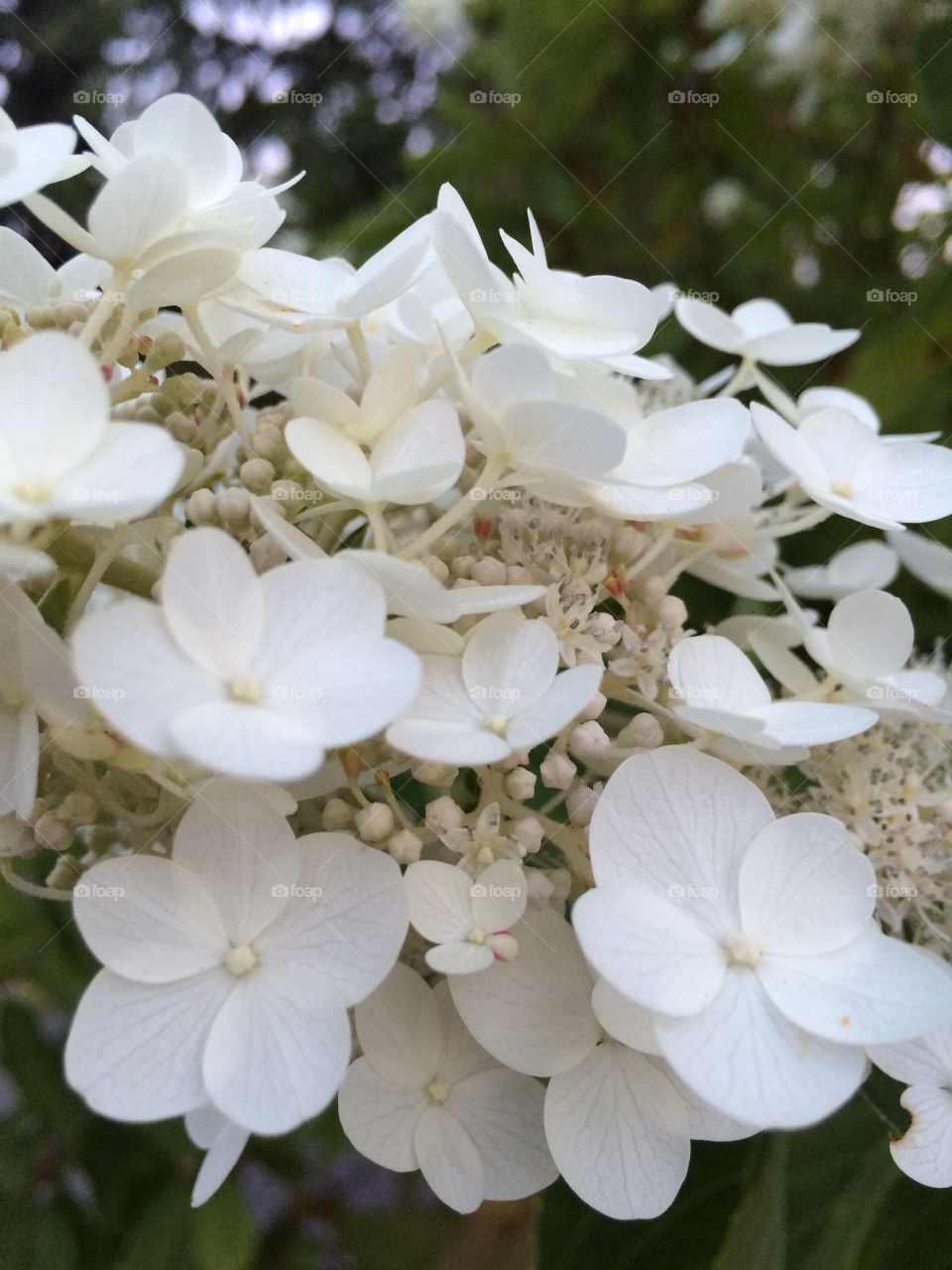 Flower, Nature, Flora, Garden, Summer