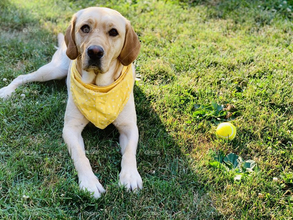 Sunny days call for fetch 