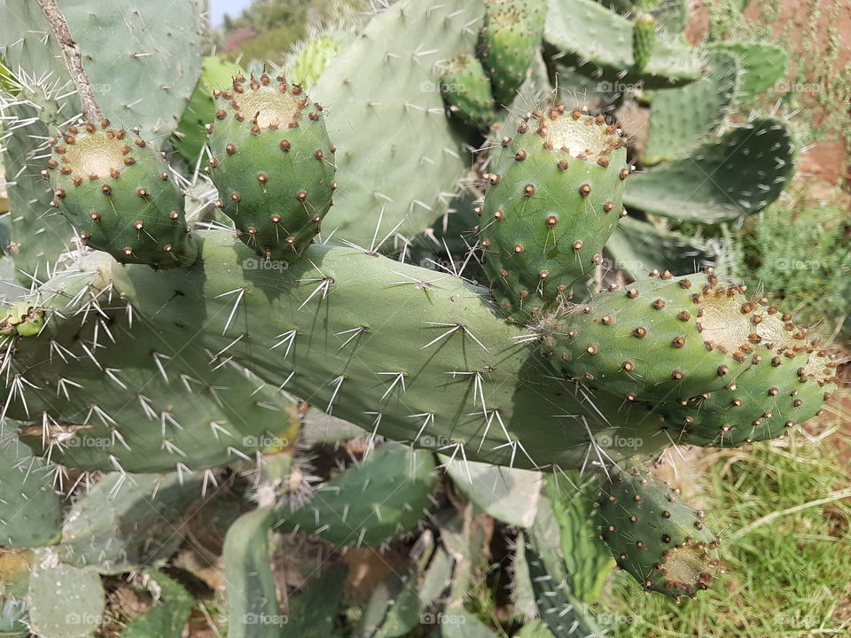 cactus aloes maroc Morocco Africa day eyes mine high quality of the food chain reaction