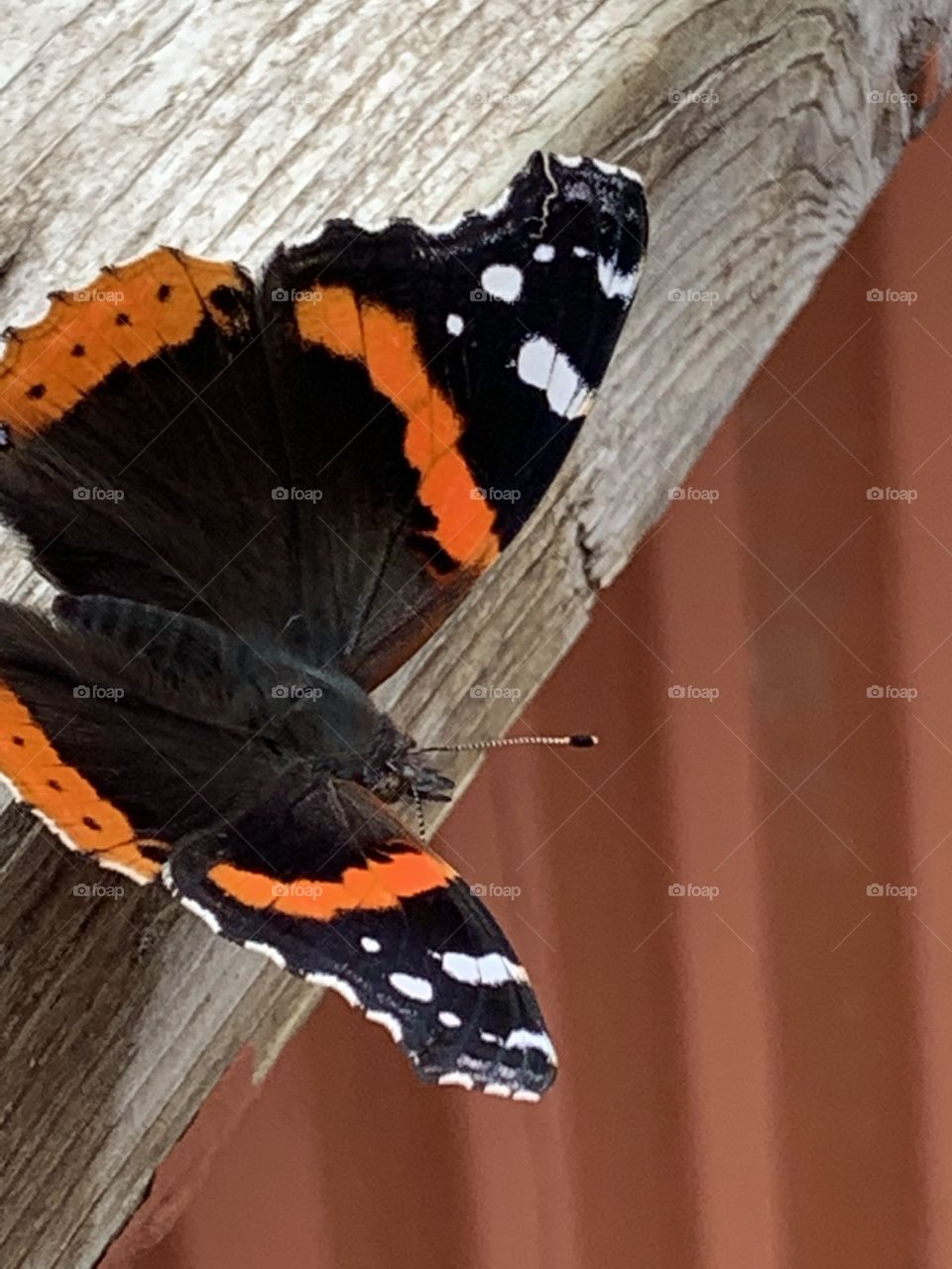 Deck butterfly