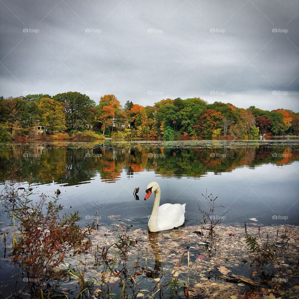 Swan by the lake 