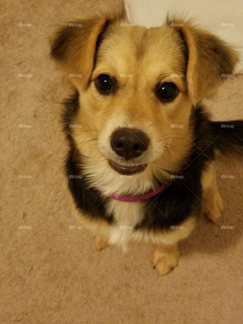 She's ready for her treat.