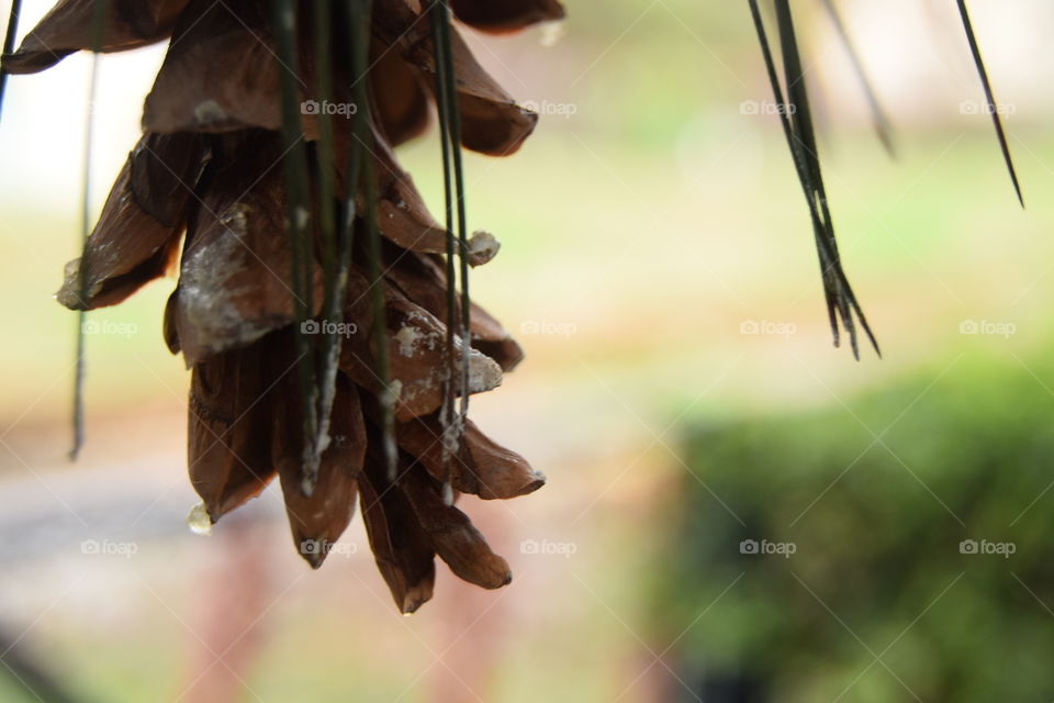 pinecone