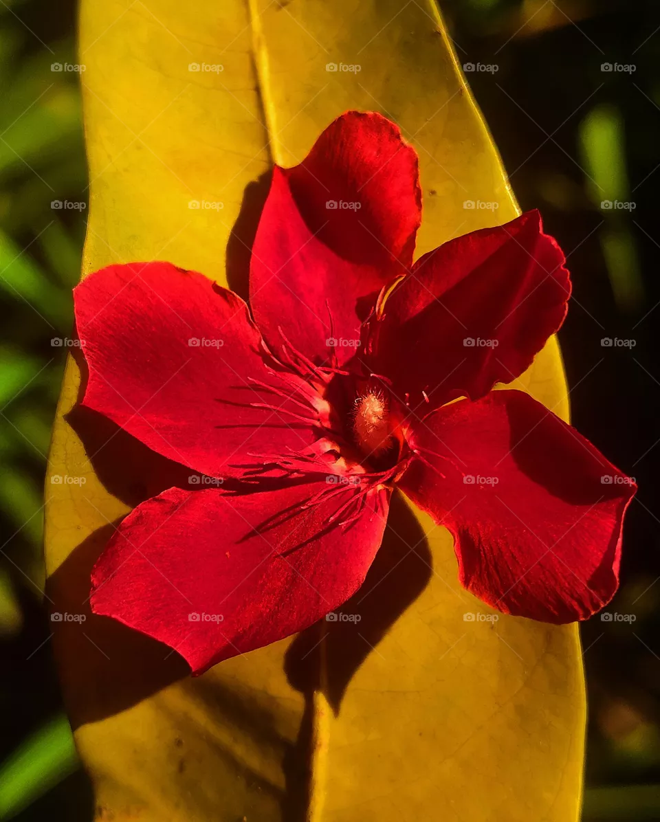 yellow leaf