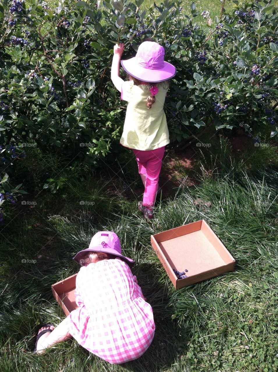 Blueberry pickers! 