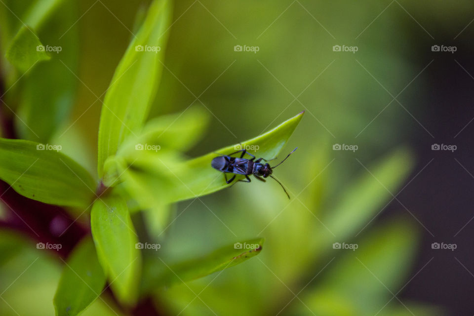 small black ant on a green leaf