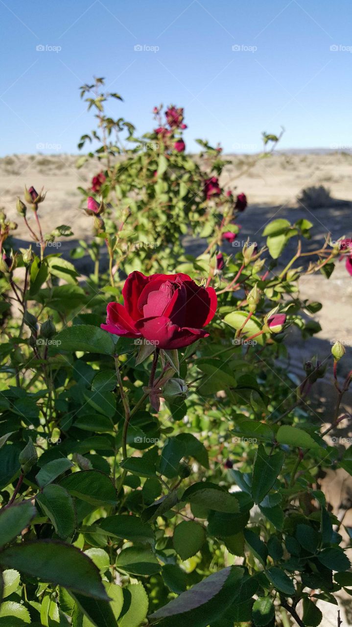 beautiful red roses blooming in the desert