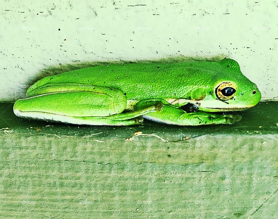 Green frog 2