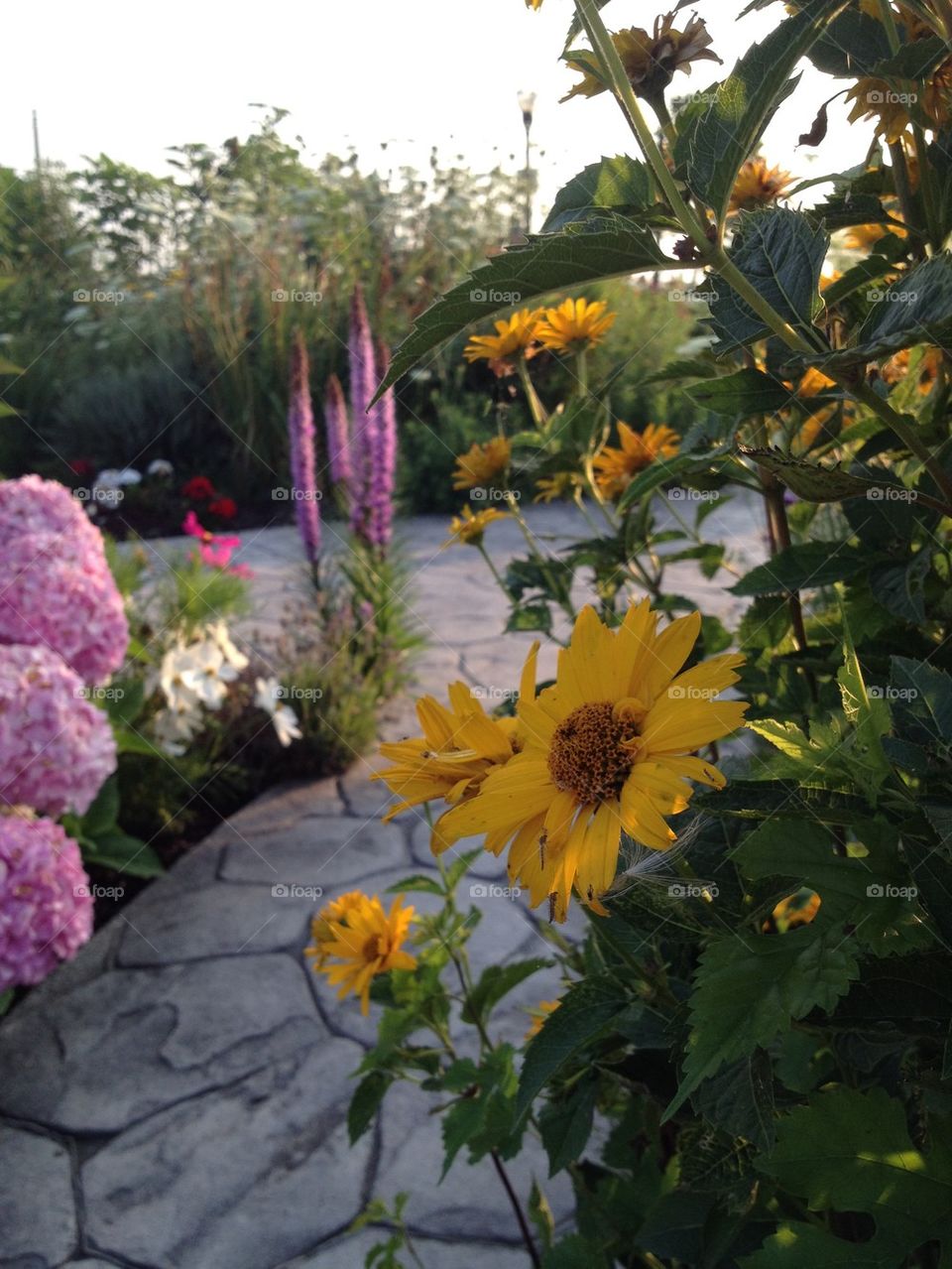 Flowers on Walking Path