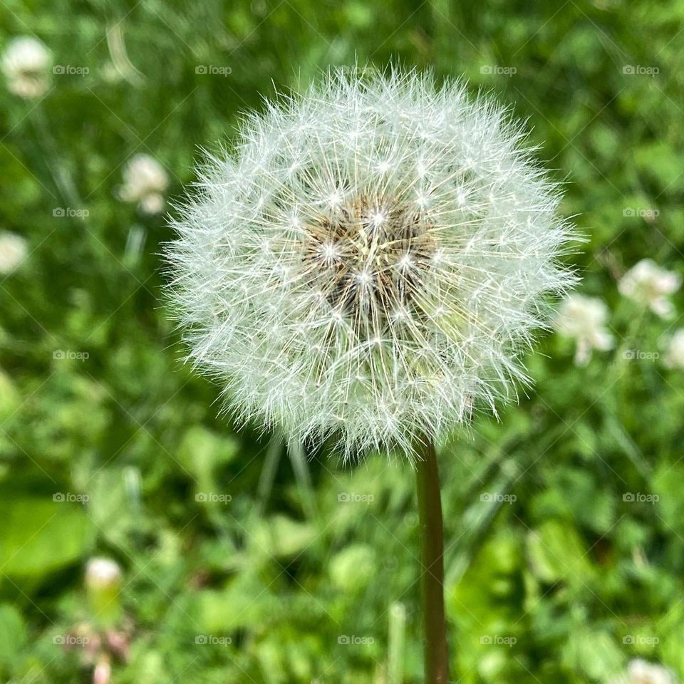 Make a wish 
