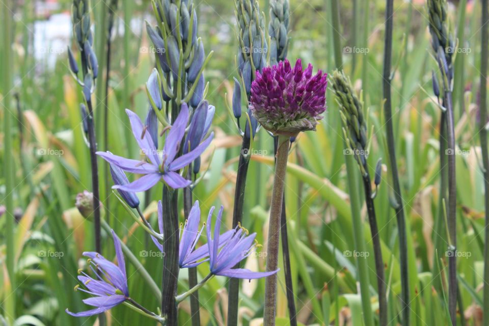 Close-up of flowers blooming