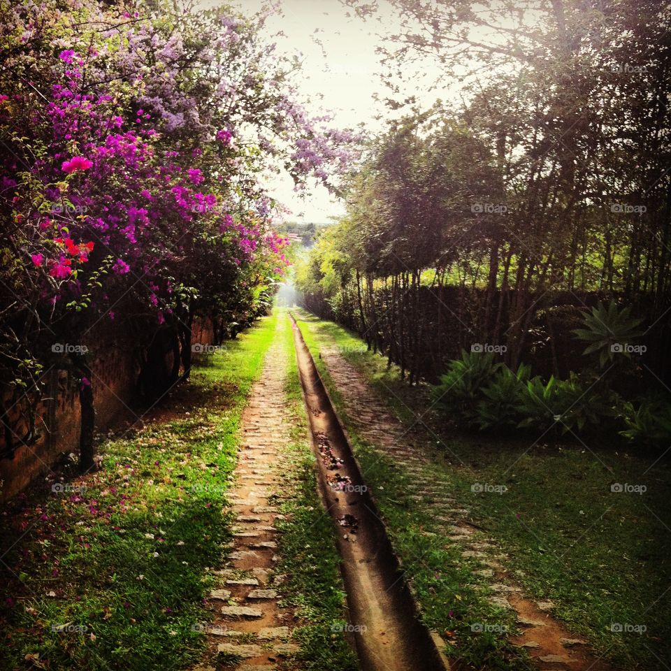 Linda paisagem com primaveras e flores diversas!