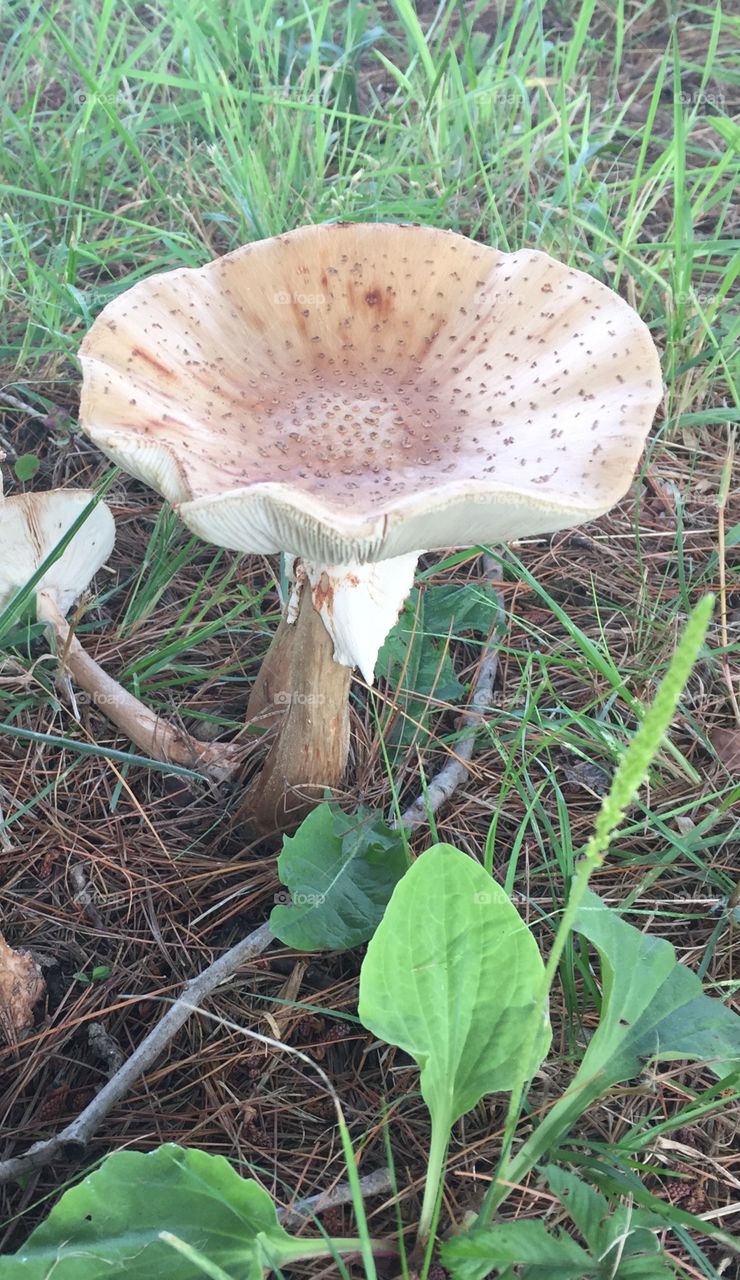 White Speckled Mushroom 