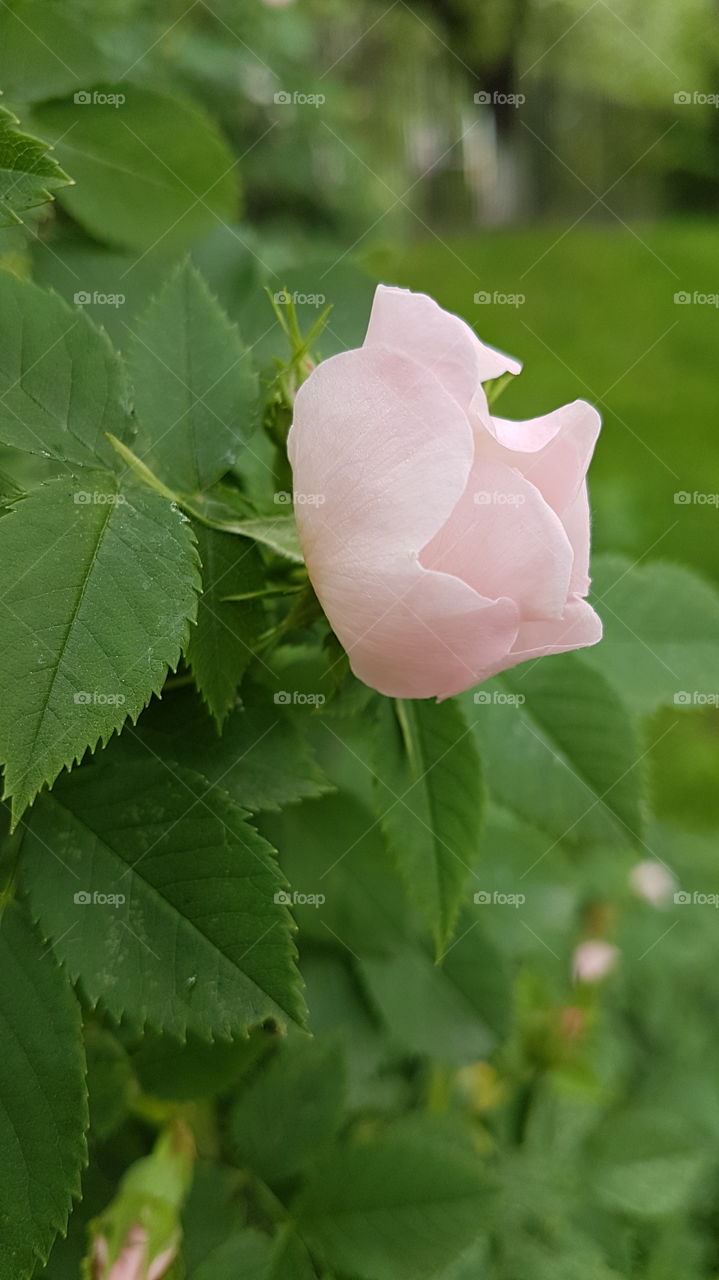 pink rose from the side