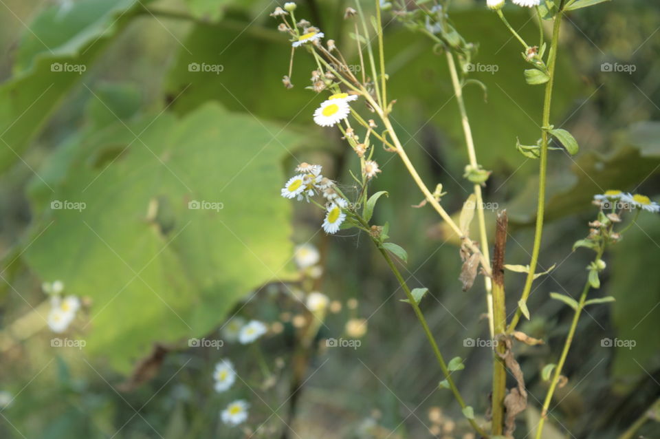 flower