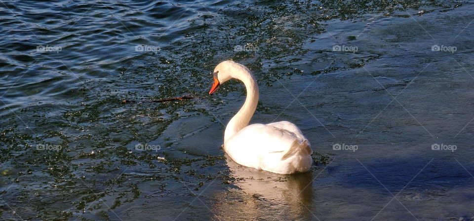 Swan swimming trough the thin ice layer that coveres the part of the lake on a beautiful sunny day