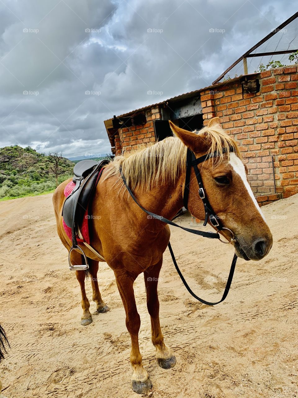 Been raining the whole night. Dennis and I are going for a walk around the farm. Dennis is a good horse. He’s a very kind and disciplined horse. I love horses.