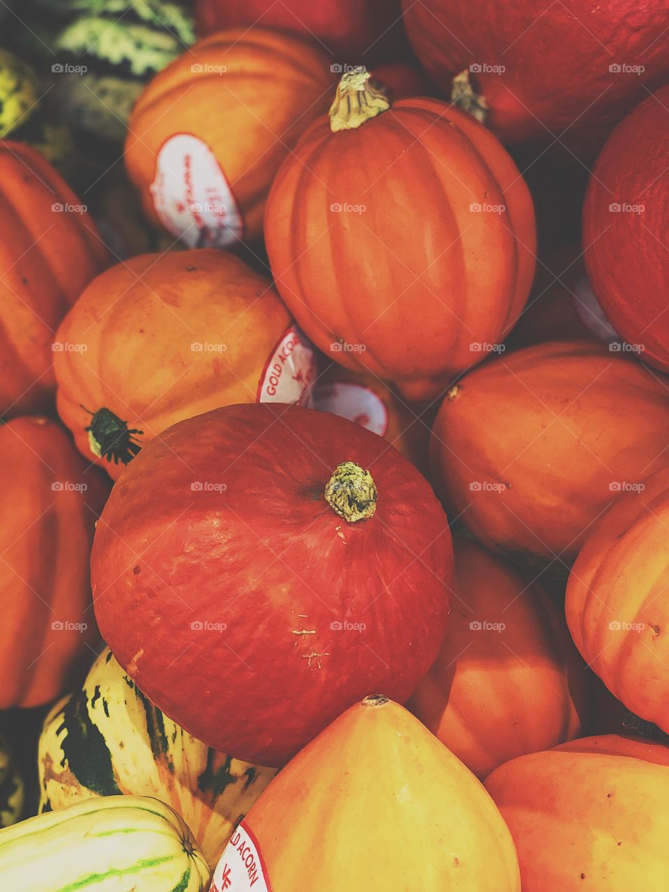 Pumpkins And Gourds In The Pumpkin Patch, First Signs Of Autumn, Pumpkins Ready For Halloween, Pumpkin Decorating, Colorful Pumpkins And Gourds