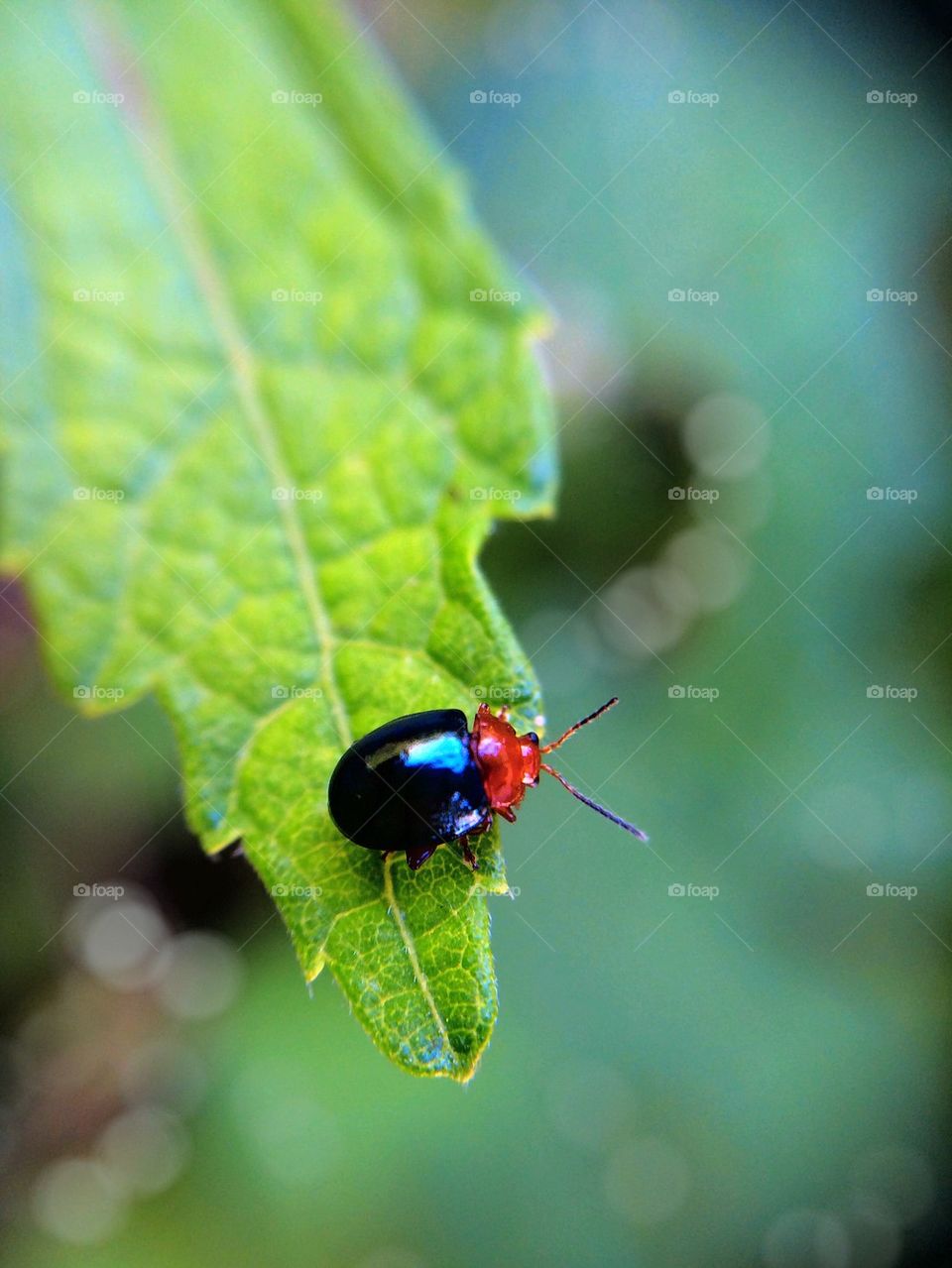 High angle view of beetle on leaf