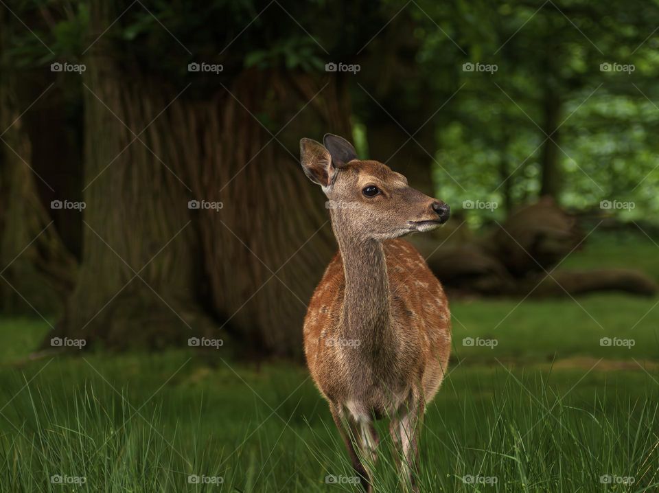 A young fallow deer stands under the shady of mighty oak trees