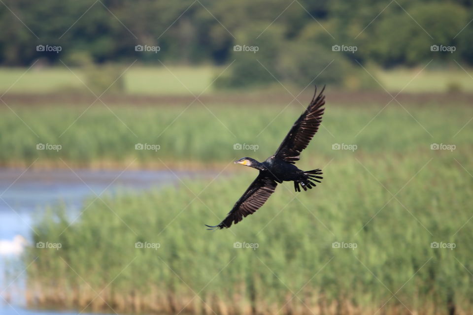 cormorant
