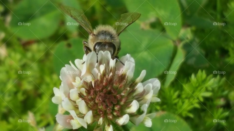 Bee closeup