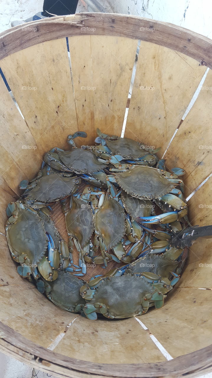 Blue claw crabs