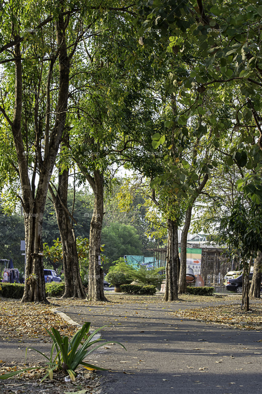 The road for running in the park with lots of trees