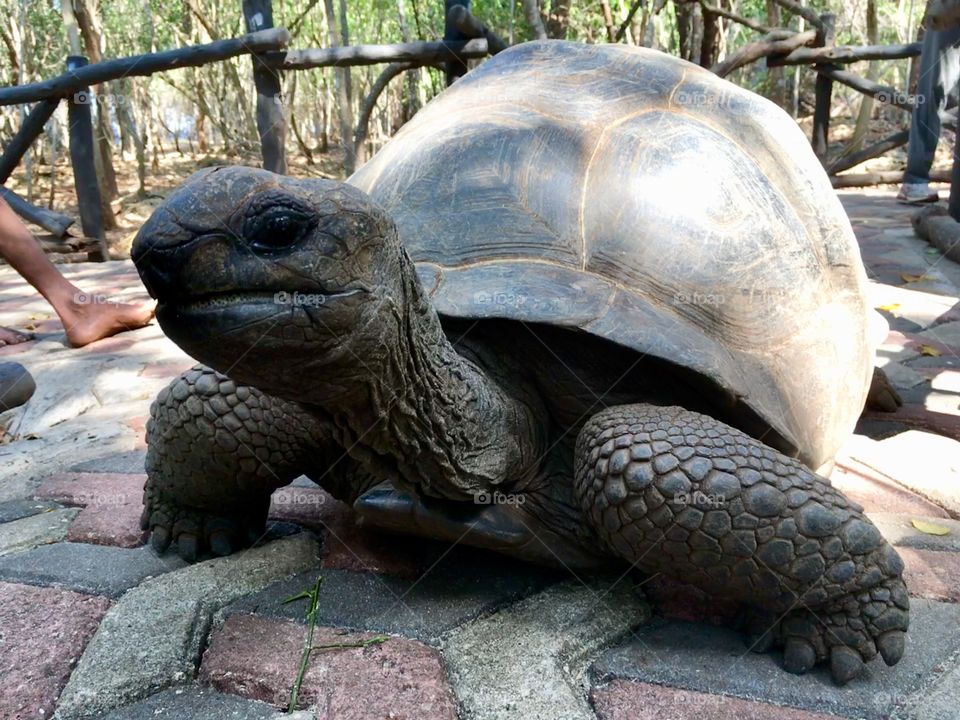 Seychelles Tortoise.