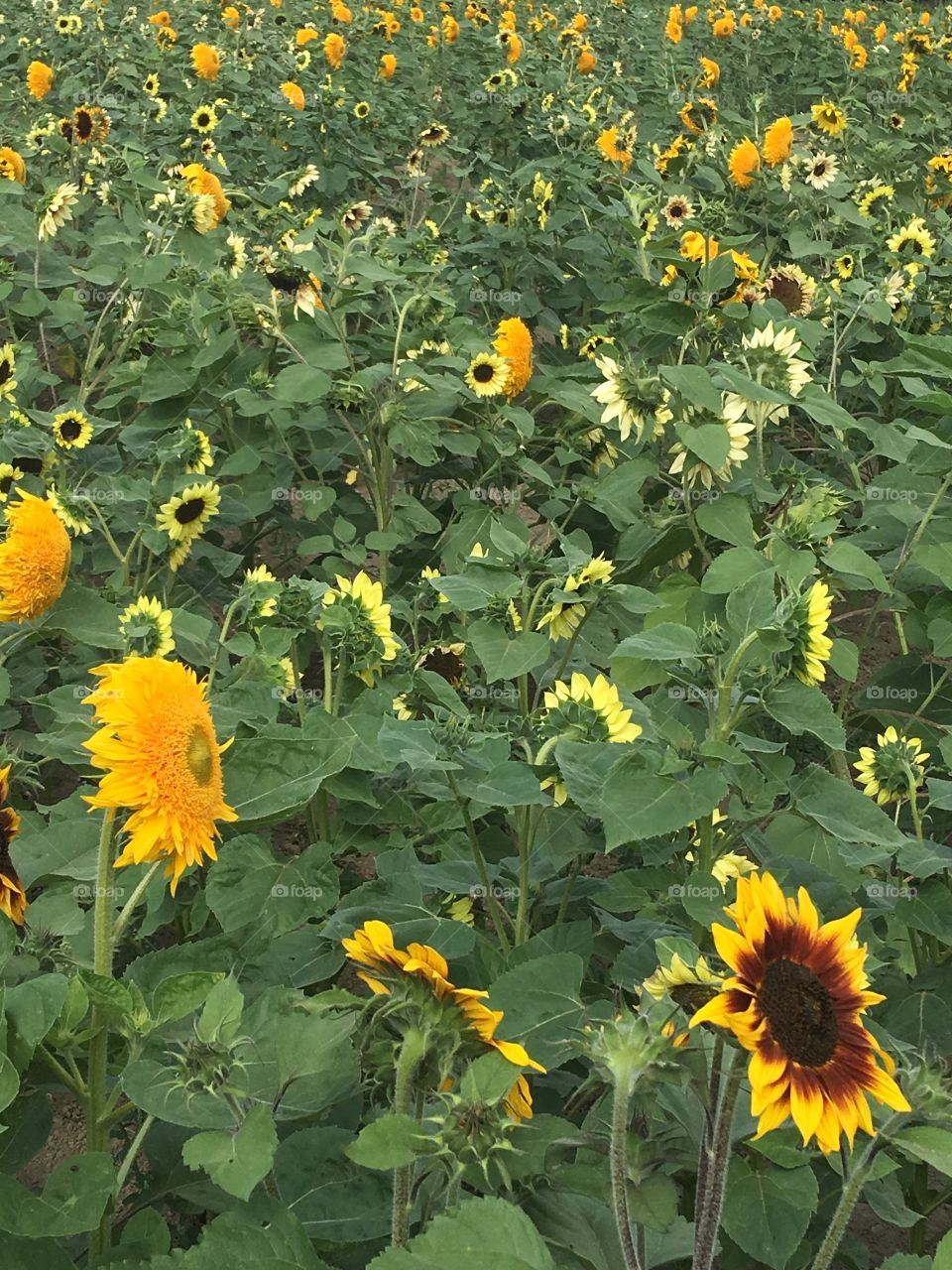 Sunflowers 