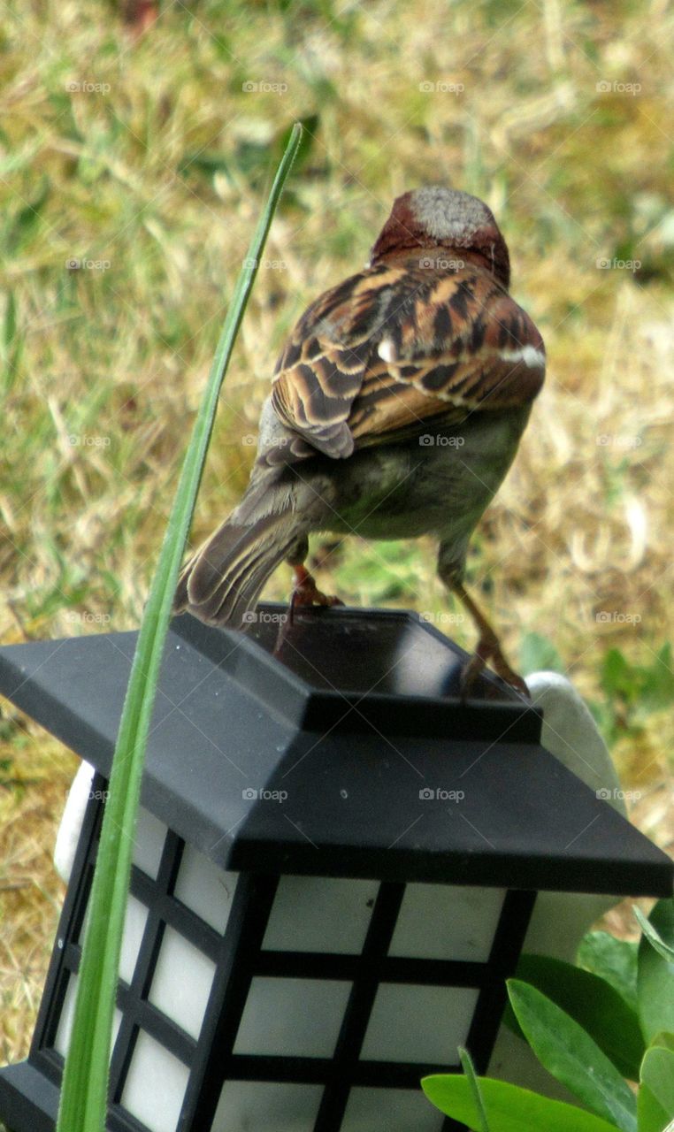 Sparrow perched on a garden lantern