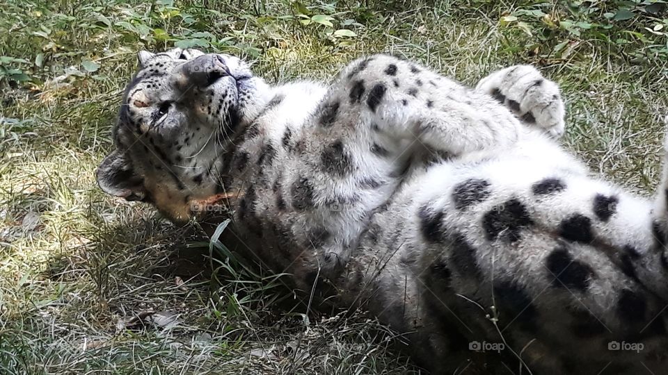 Snow Leopard