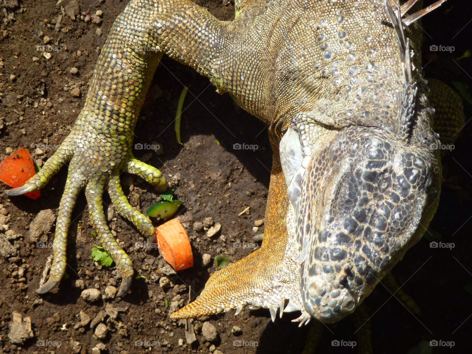 iguana by gerardo