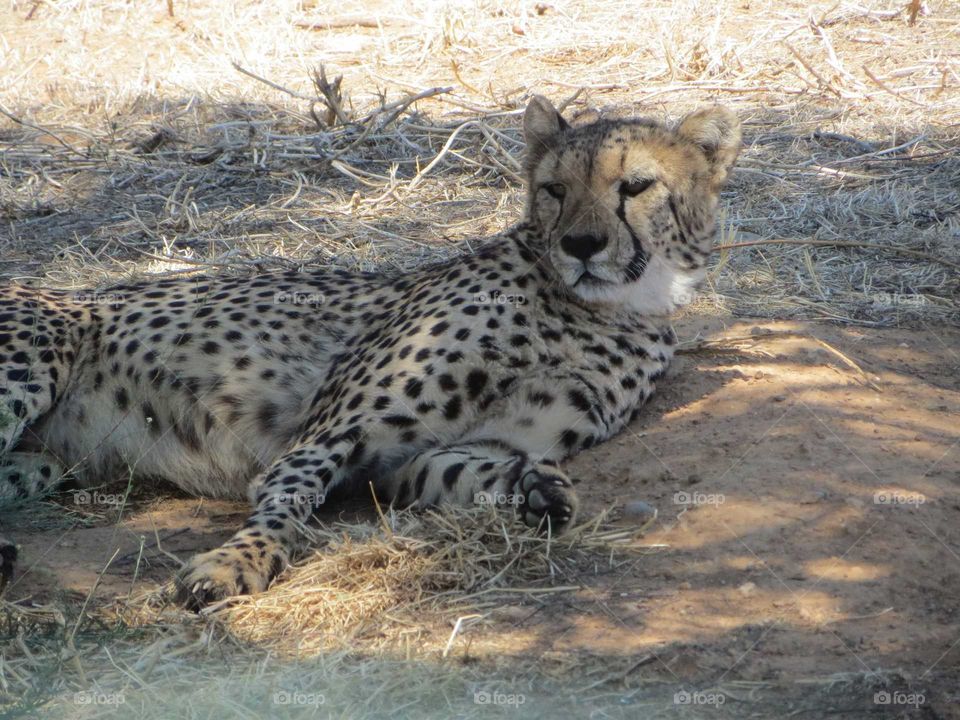 Cheetah wildlife