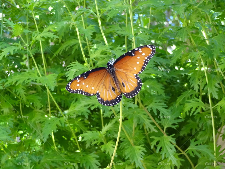 Beautiful  butterfly