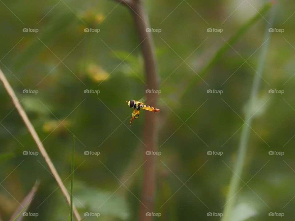 hoverflies in flight
