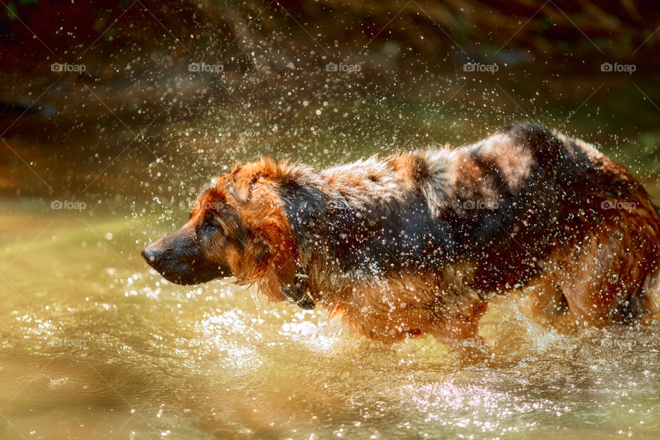 German shepherd dog swimming in a summer river