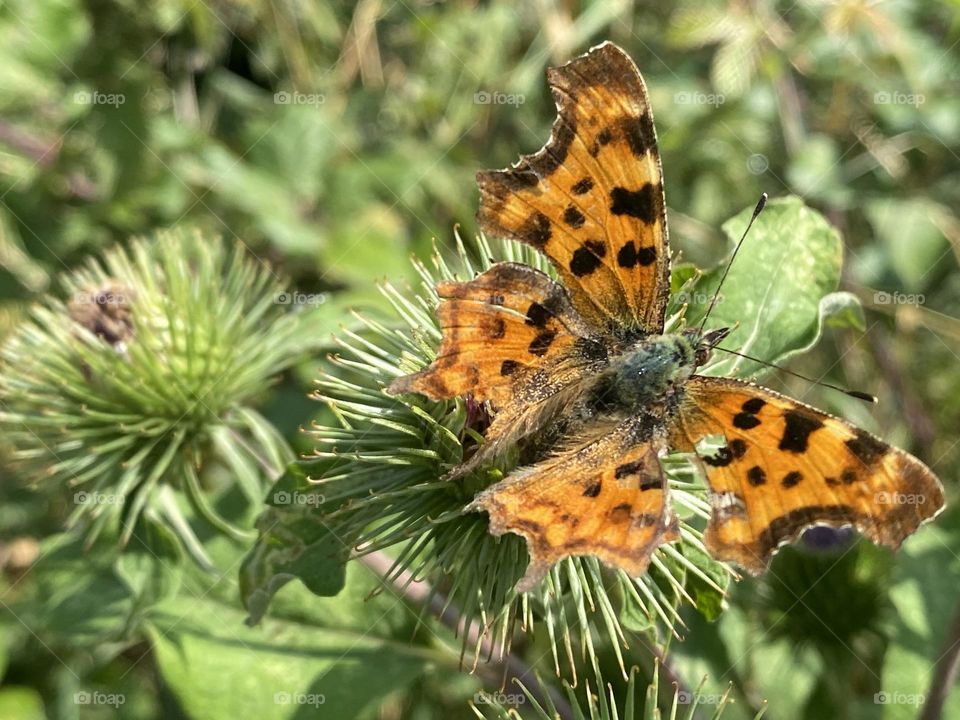 A butterfly on a leaf