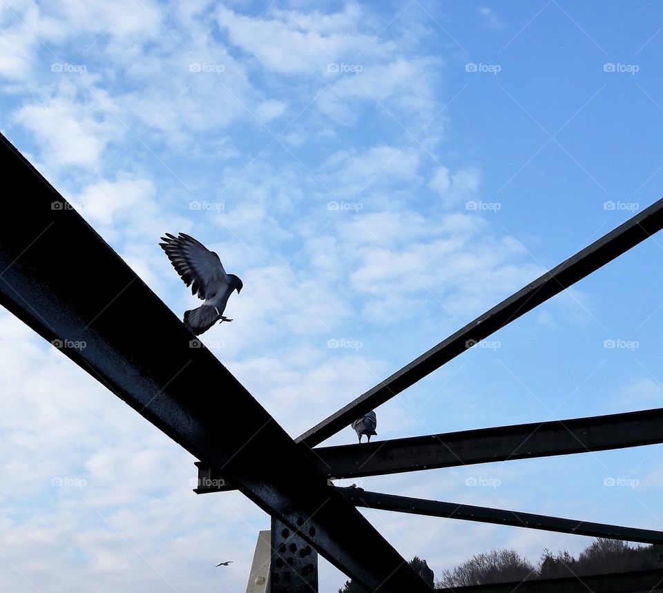 A Bird Landing on a Bridge 
