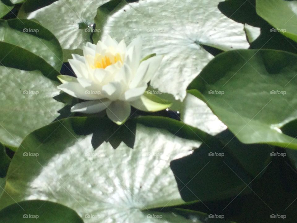 White Lily on the Green Lily Pads